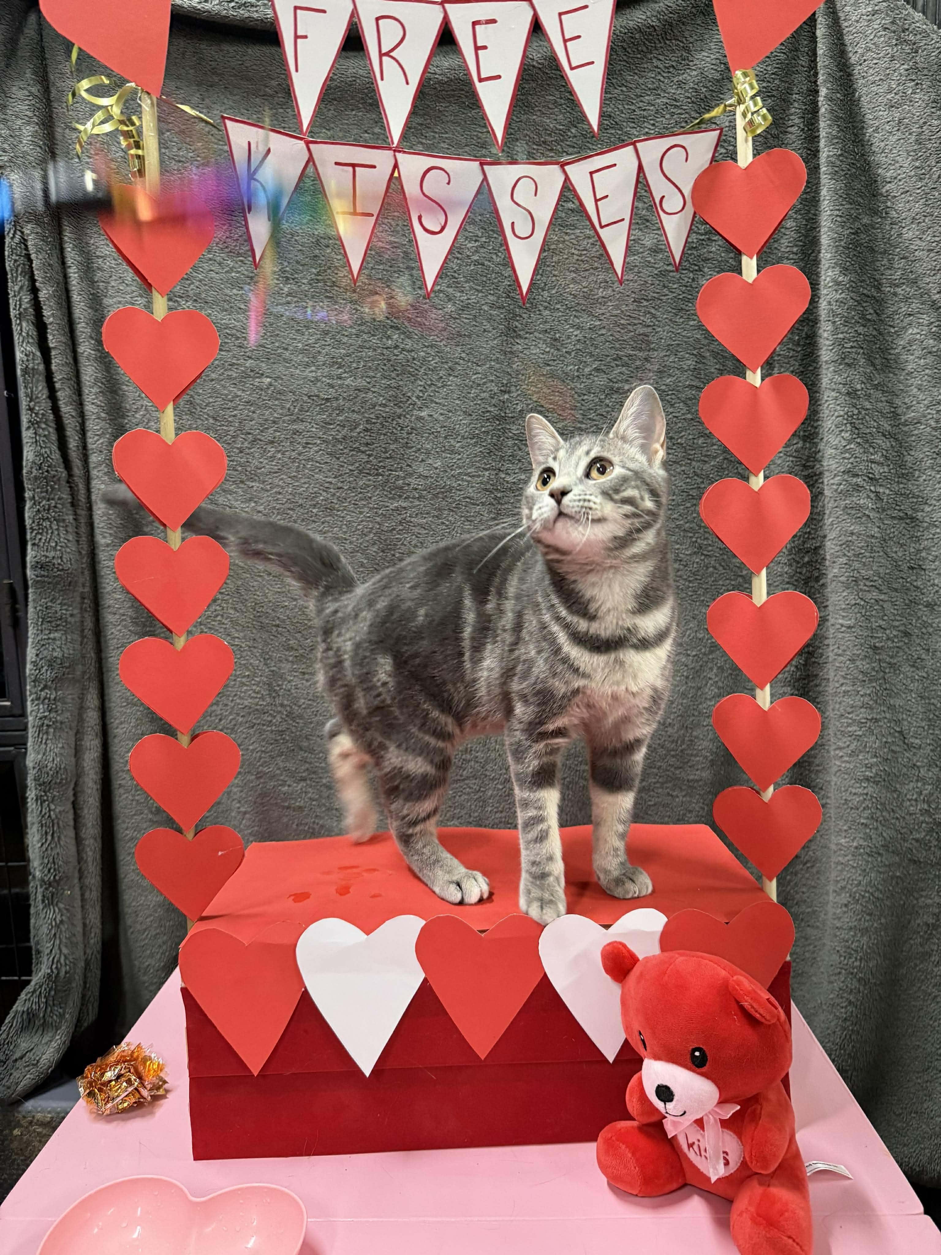 Enlarge ADELINE, a Adoptable Domestic Short Hair in Tillsonburg, ON image 3/5