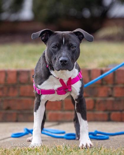 Diesel, Adoptable, Adult Male Pit Bull Terrier & Mixed Breed.