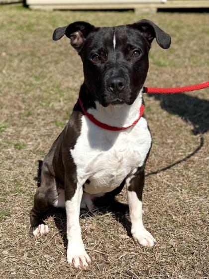 Enlarge Diesel, a Adoptable mixed breed in King William, VA image 2/3