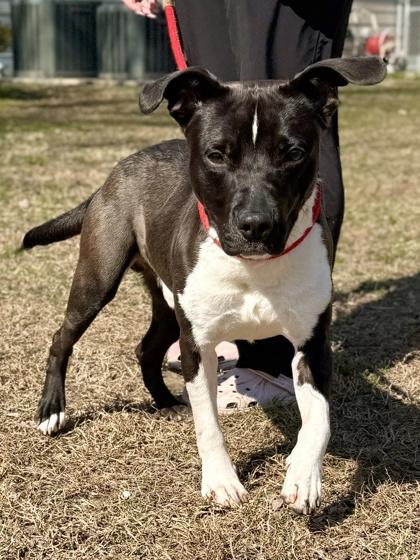 Enlarge Diesel, a Adoptable mixed breed in King William, VA image 3/3