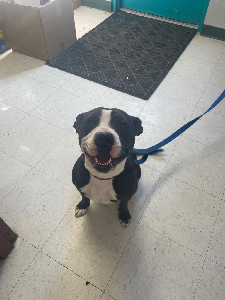 Enlarge Alice, a ADOPTABLE Pit Bull Terrier in Maysville, KY image 1/1