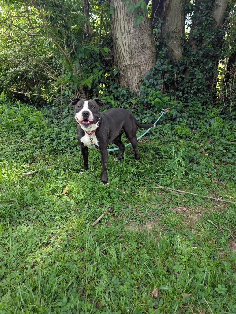 Enlarge Alice, a ADOPTABLE Pit Bull Terrier in Maysville, KY image 1/2