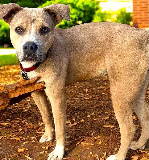 Sandee, Adoptable, Young Female American Staffordshire Terrier & Pit Bull Terrier.