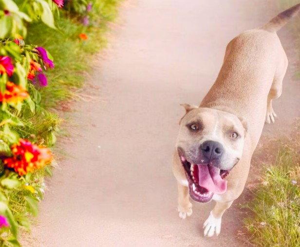 Sandee, a Adoptable mixed breed in Fallbrook, CA image 2/3
