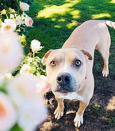 Sandee, a Adoptable mixed breed in Fallbrook, CA image 3/3