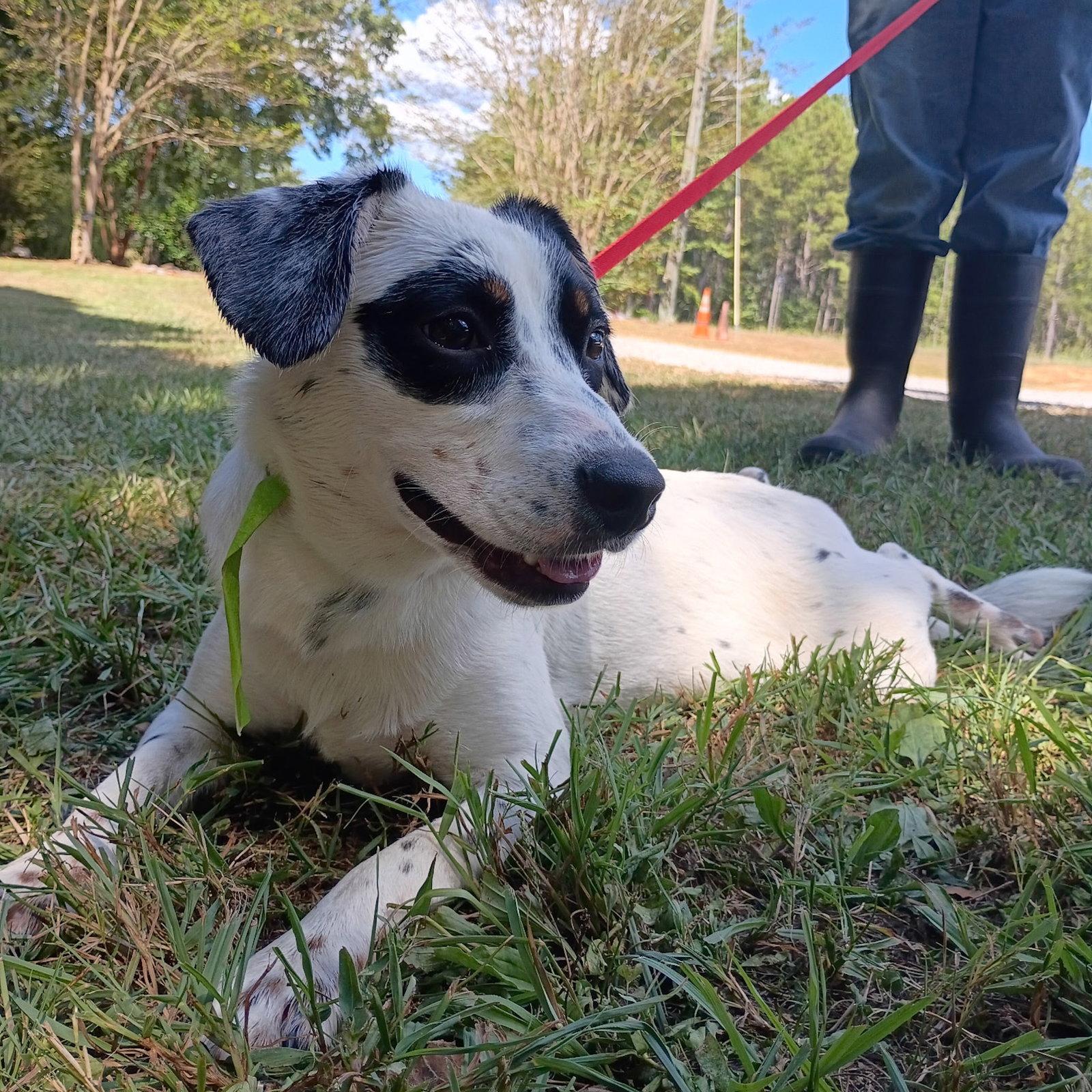 Tiny Hope Lower Fee, Adopted, Young Female Australian Cattle Dog / Blue Heeler.