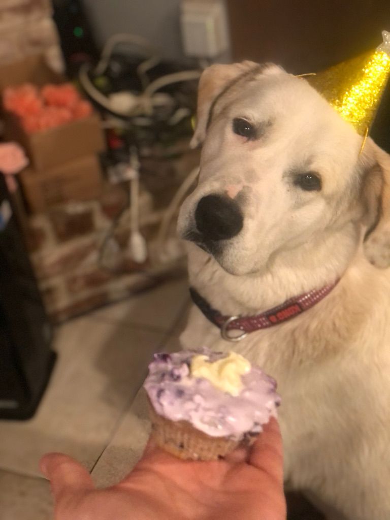 Enlarge Oso, a Adopted mixed breed in Orangevale, CA image 1/10