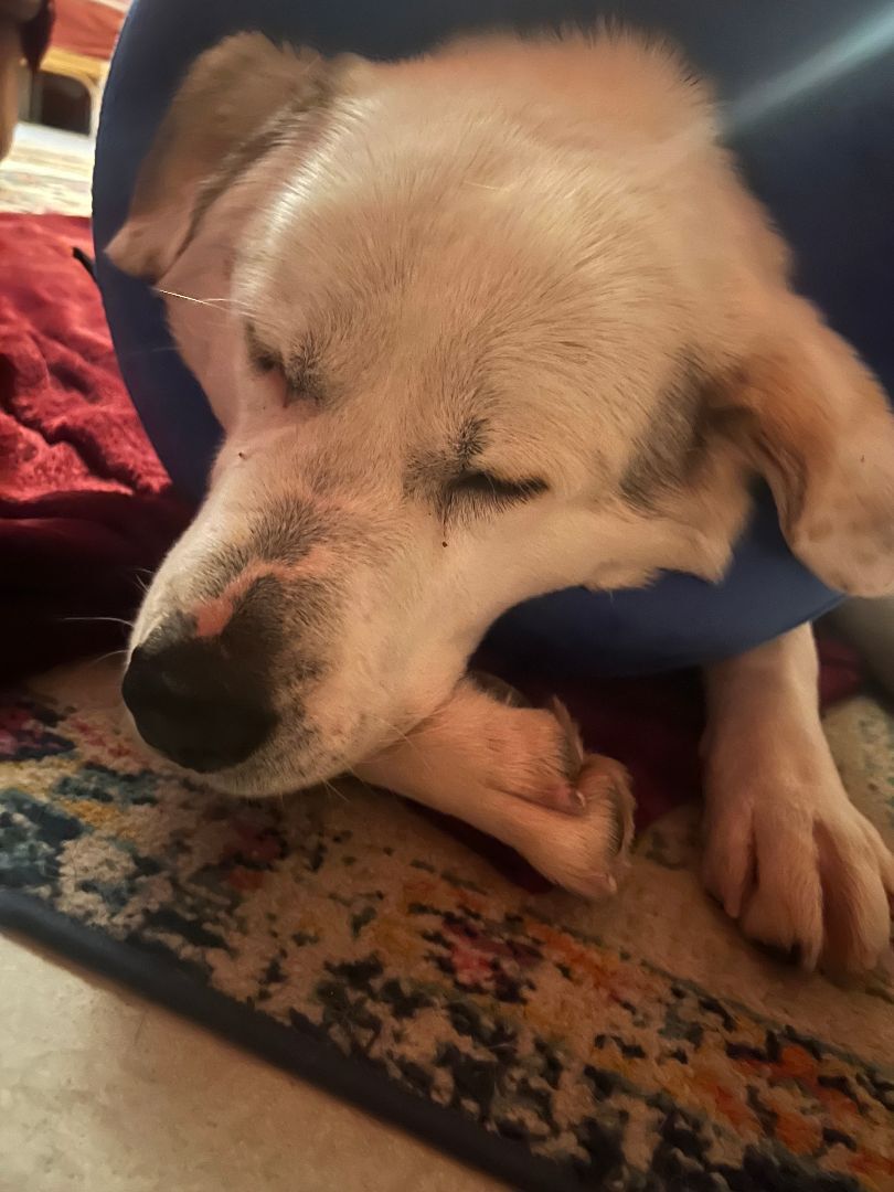 Enlarge Oso, a Adopted mixed breed in Orangevale, CA image 2/10