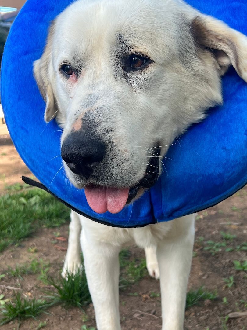 Enlarge Oso, a Adopted mixed breed in Orangevale, CA image 3/10