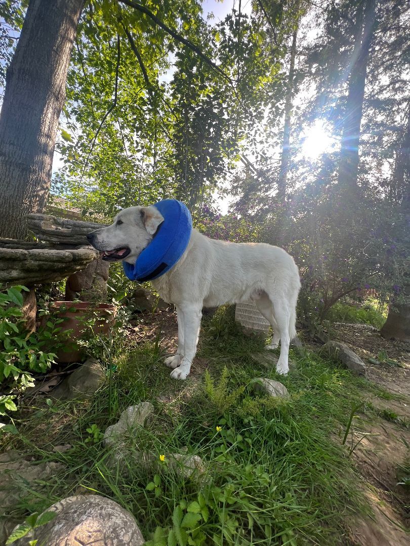 Enlarge Oso, a Adopted mixed breed in Orangevale, CA image 5/10