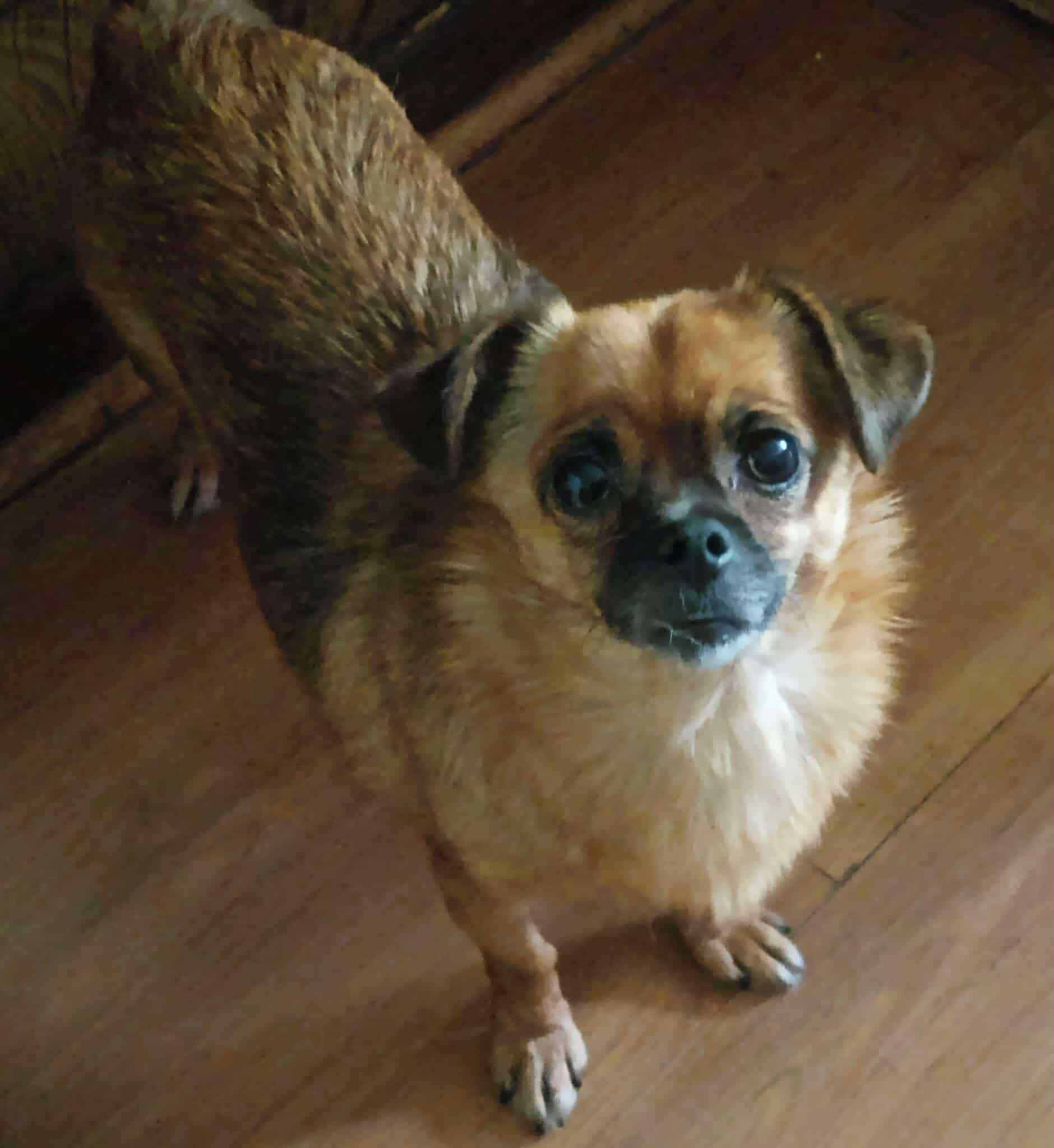 1-Foster Home Needed