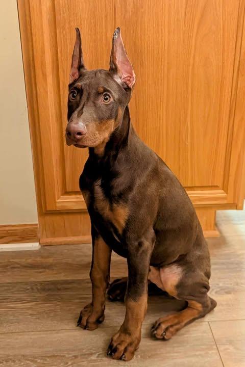 Benedict, Wilson, Adopted, Puppy Male Doberman Pinscher.