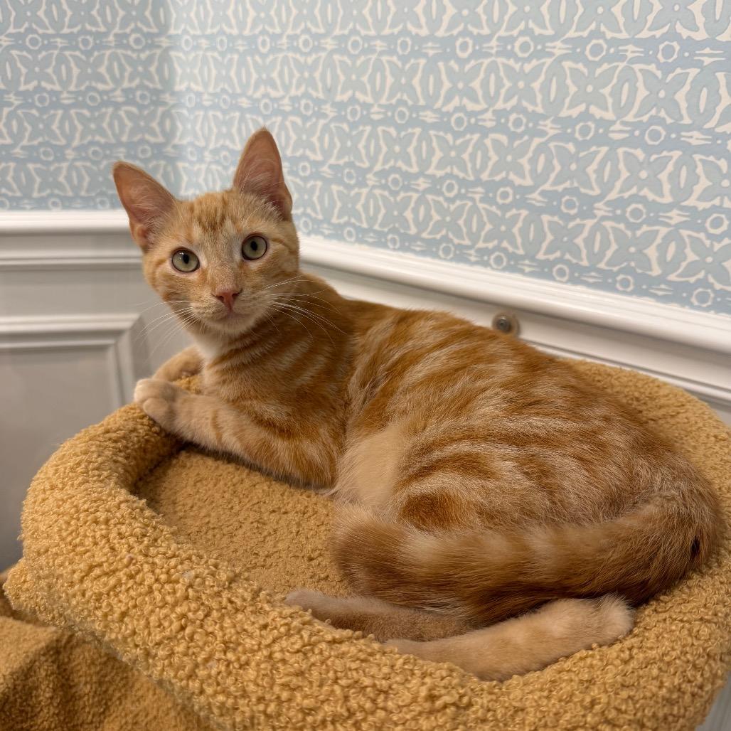 Orange Julius, Adoptable, Young Male Domestic Short Hair.