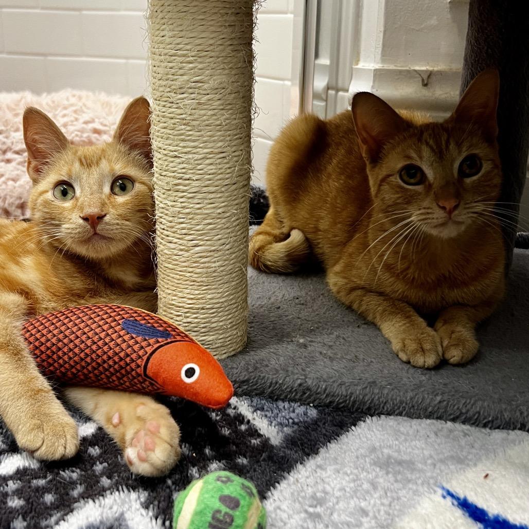 Orange Julius, a Adoptable Domestic Short Hair in Juno Beach, FL image 2/3