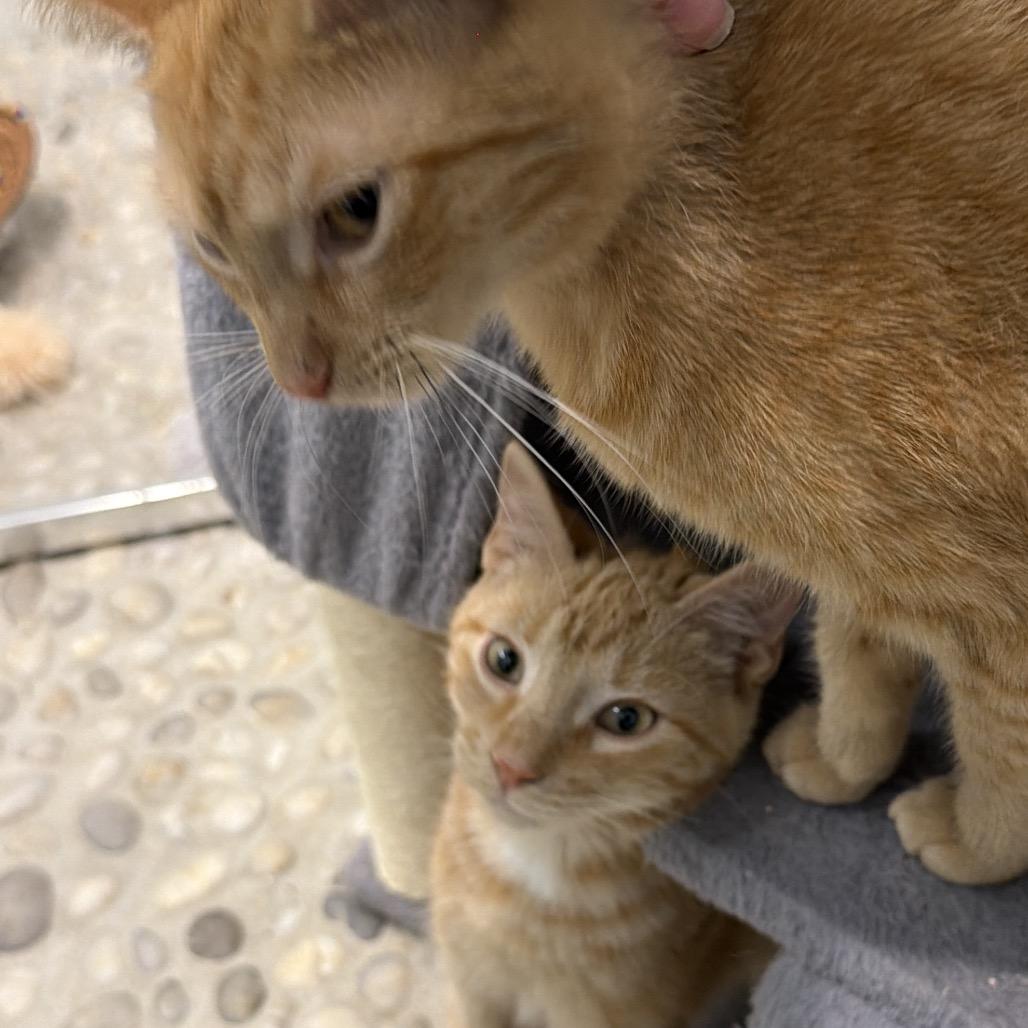 Orange Julius, a Adoptable Domestic Short Hair in Juno Beach, FL image 3/3