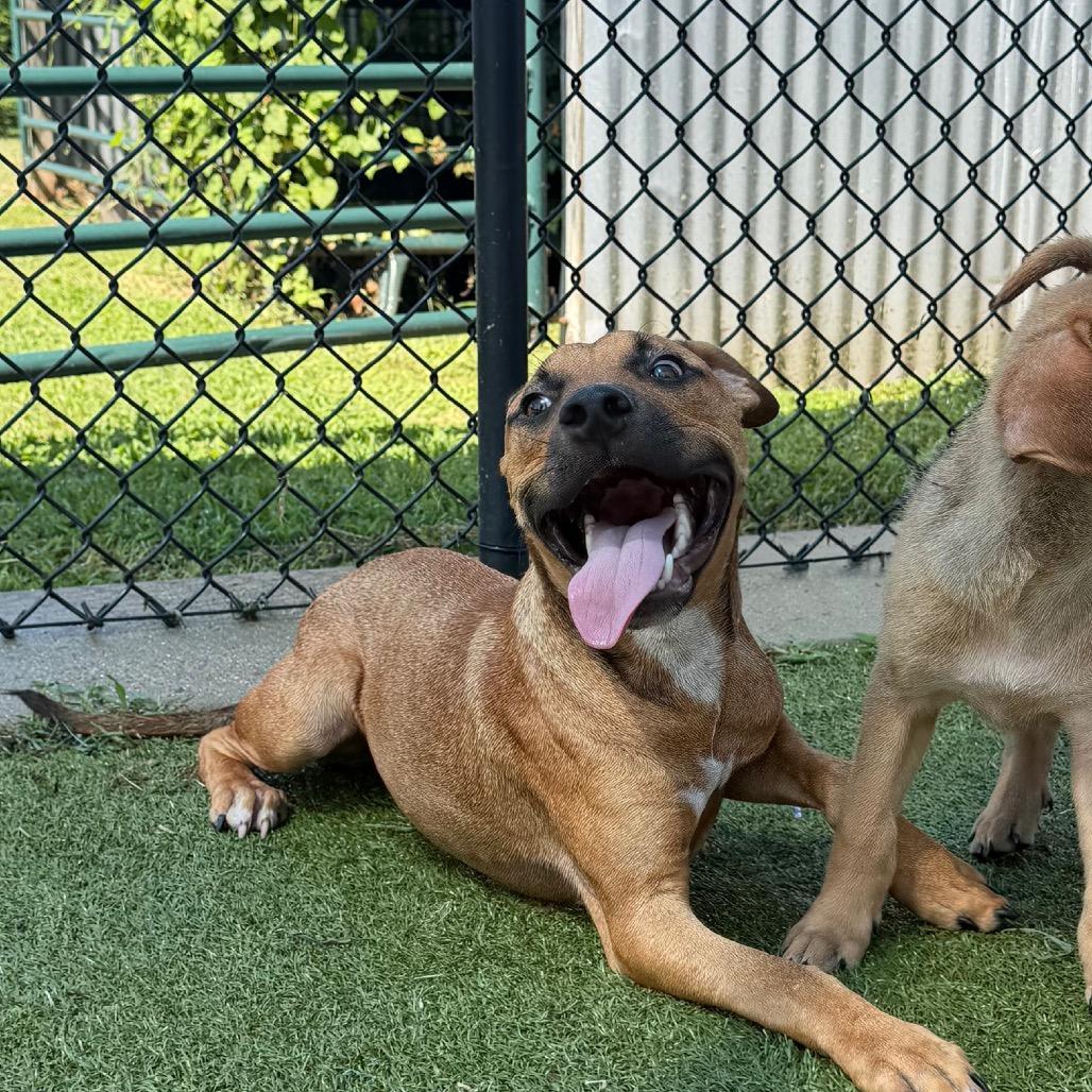 Corky, Adoptable, Young Male Pit Bull Terrier & Mixed Breed.