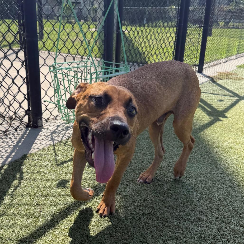 Corky, a Adoptable mixed breed in Bryan, TX image 2/2
