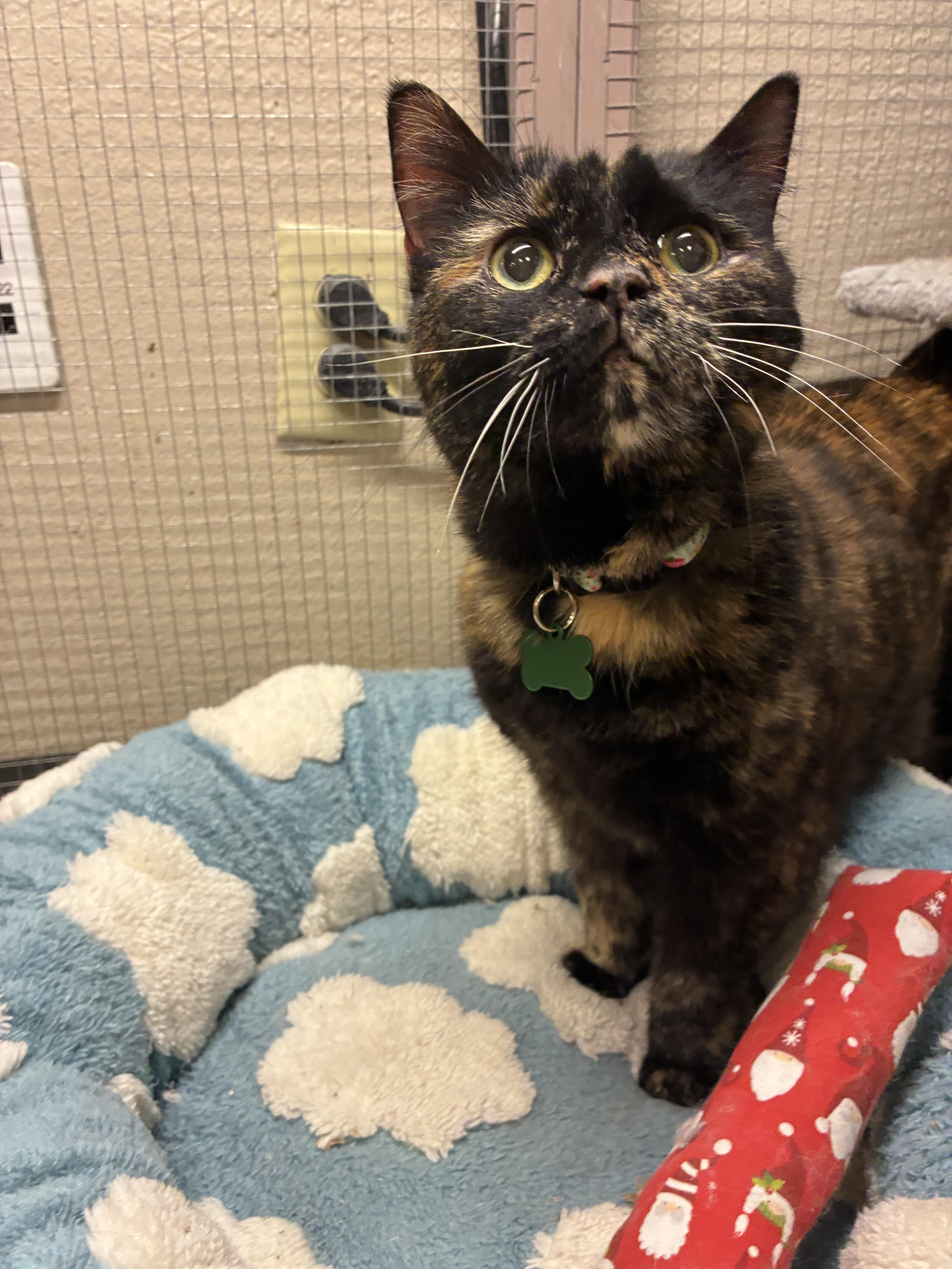 Enlarge Samoa Lou, a ADOPTABLE Domestic Short Hair in Saint Louis, MO image 2/3