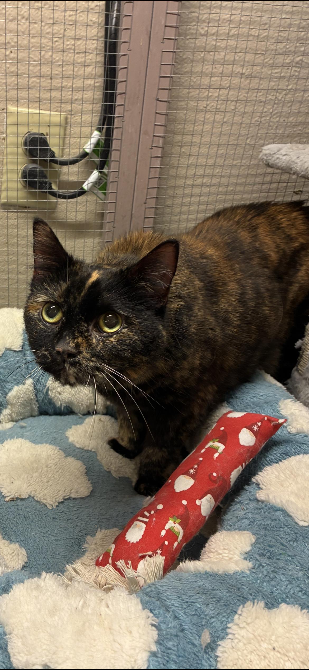 Enlarge Samoa Lou, a ADOPTABLE Domestic Short Hair in Saint Louis, MO image 1/3