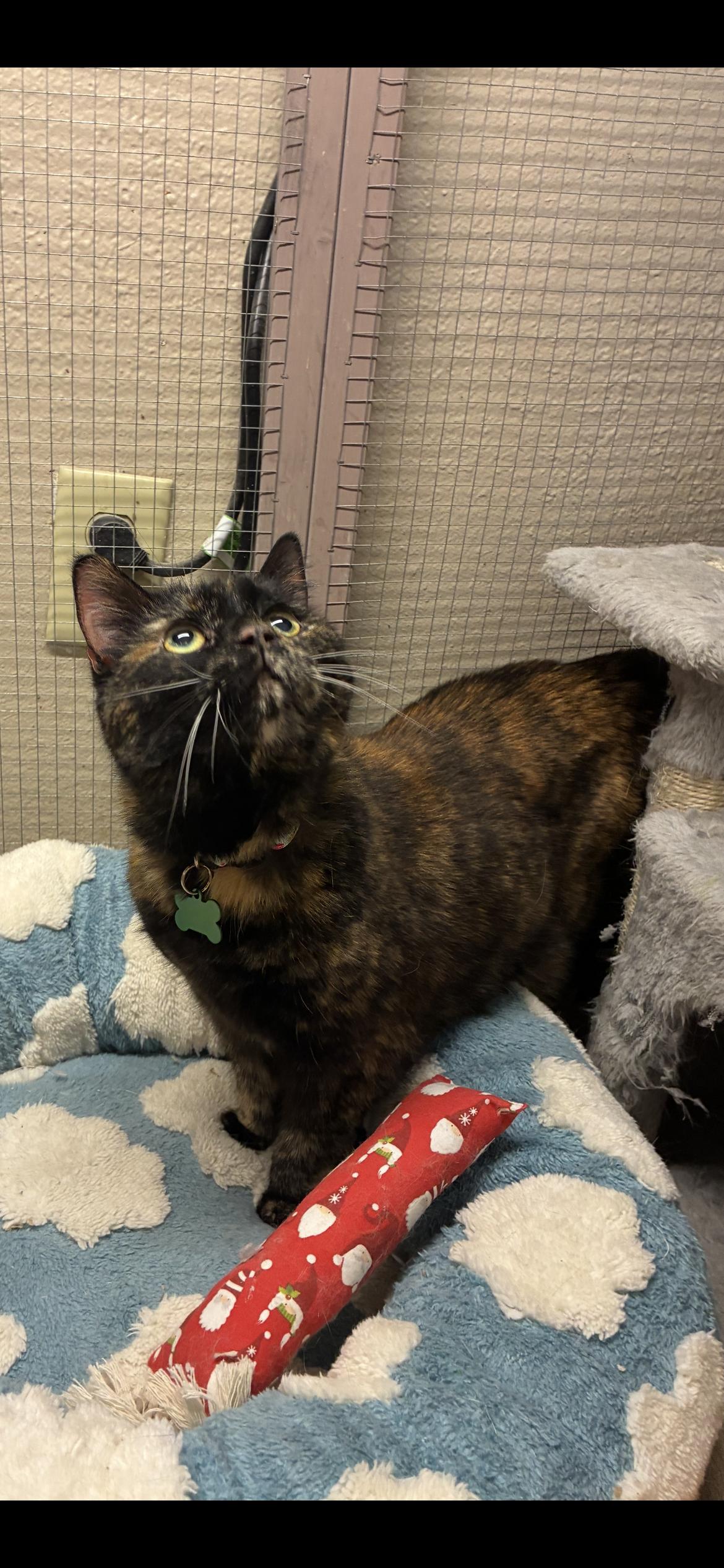 Enlarge Samoa Lou, a ADOPTABLE Domestic Short Hair in Saint Louis, MO image 3/3