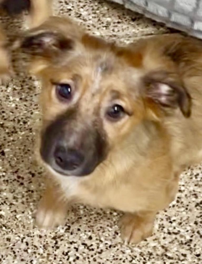 Big Nate, Adoptable, Puppy Male Terrier & Shepherd.