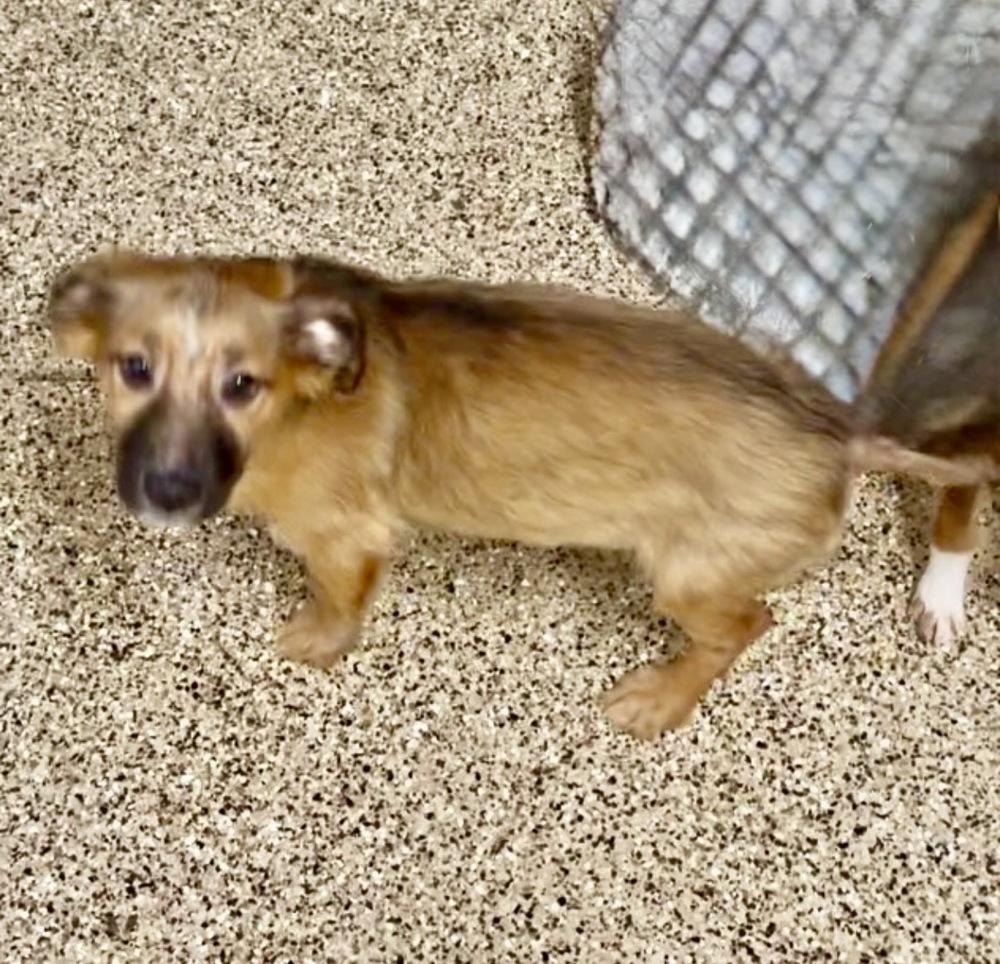 Enlarge Big Nate, a Adoptable mixed breed in Escondido, CA image 3/4