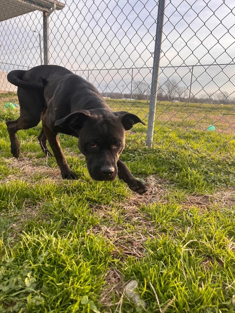 Enlarge Ruby, a Adoptable mixed breed in Hopkinsville, KY image 1/4