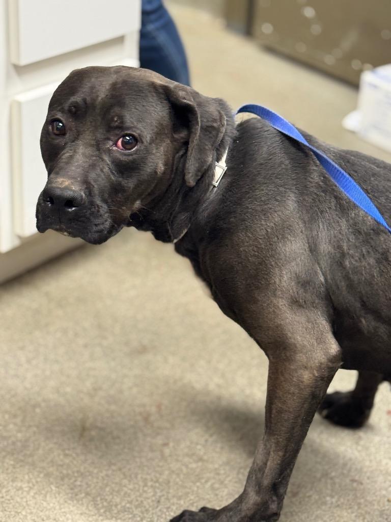 Enlarge Ruby, a Adoptable mixed breed in Hopkinsville, KY image 2/4