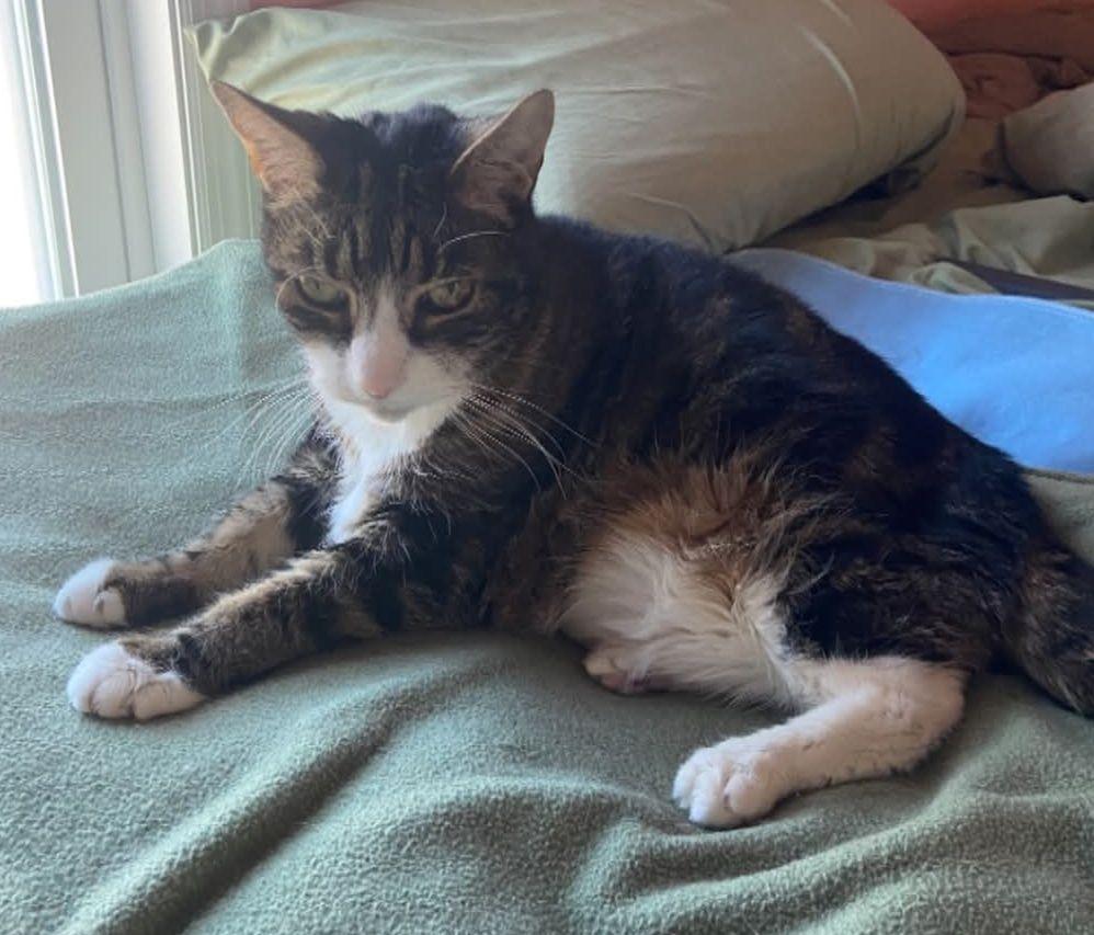 Enlarge Tigger, a Adopted Domestic Short Hair in Cape May Court House, NJ image 1/1