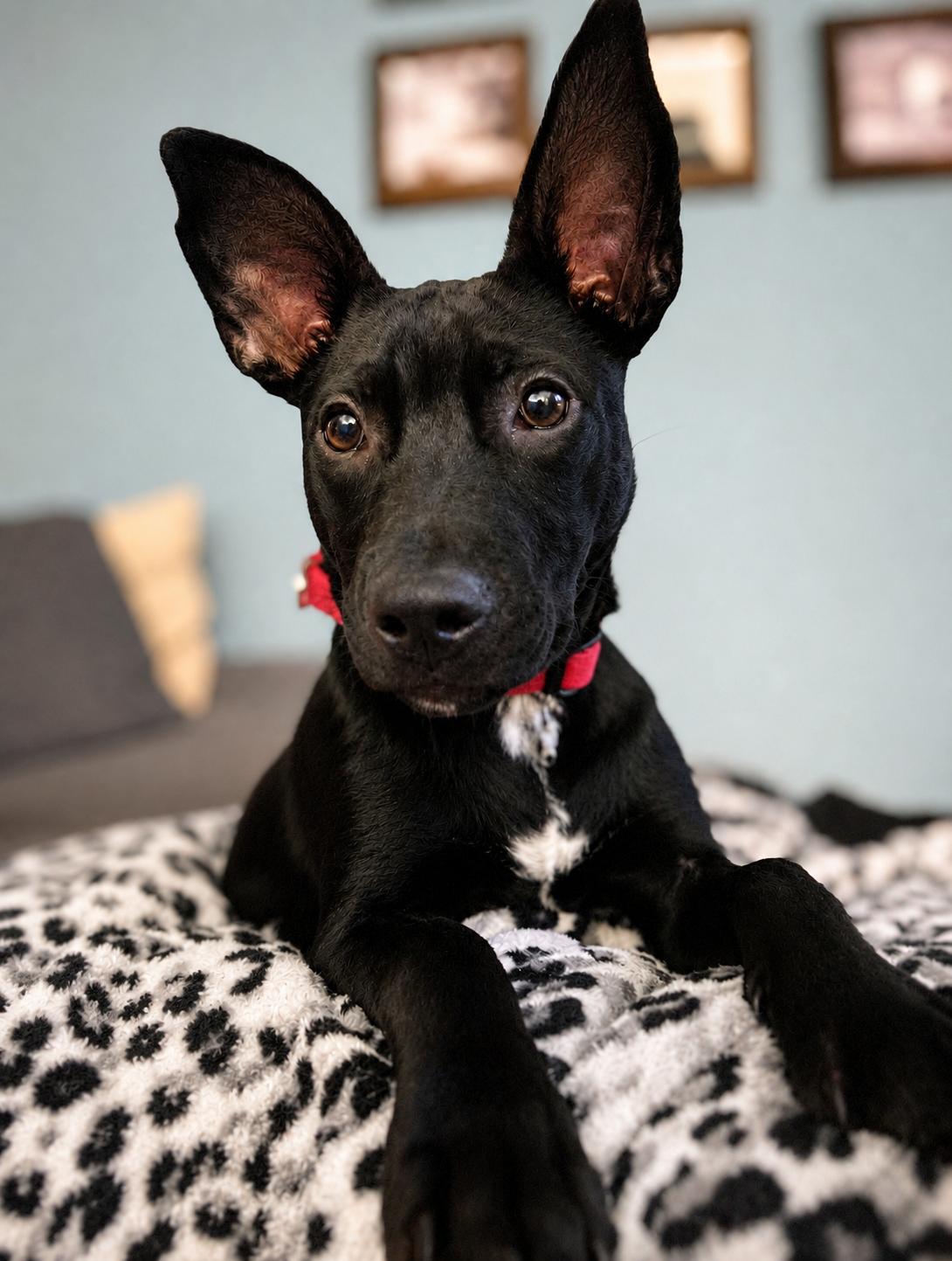 Riddle, Adoptable, Puppy Male Terrier.