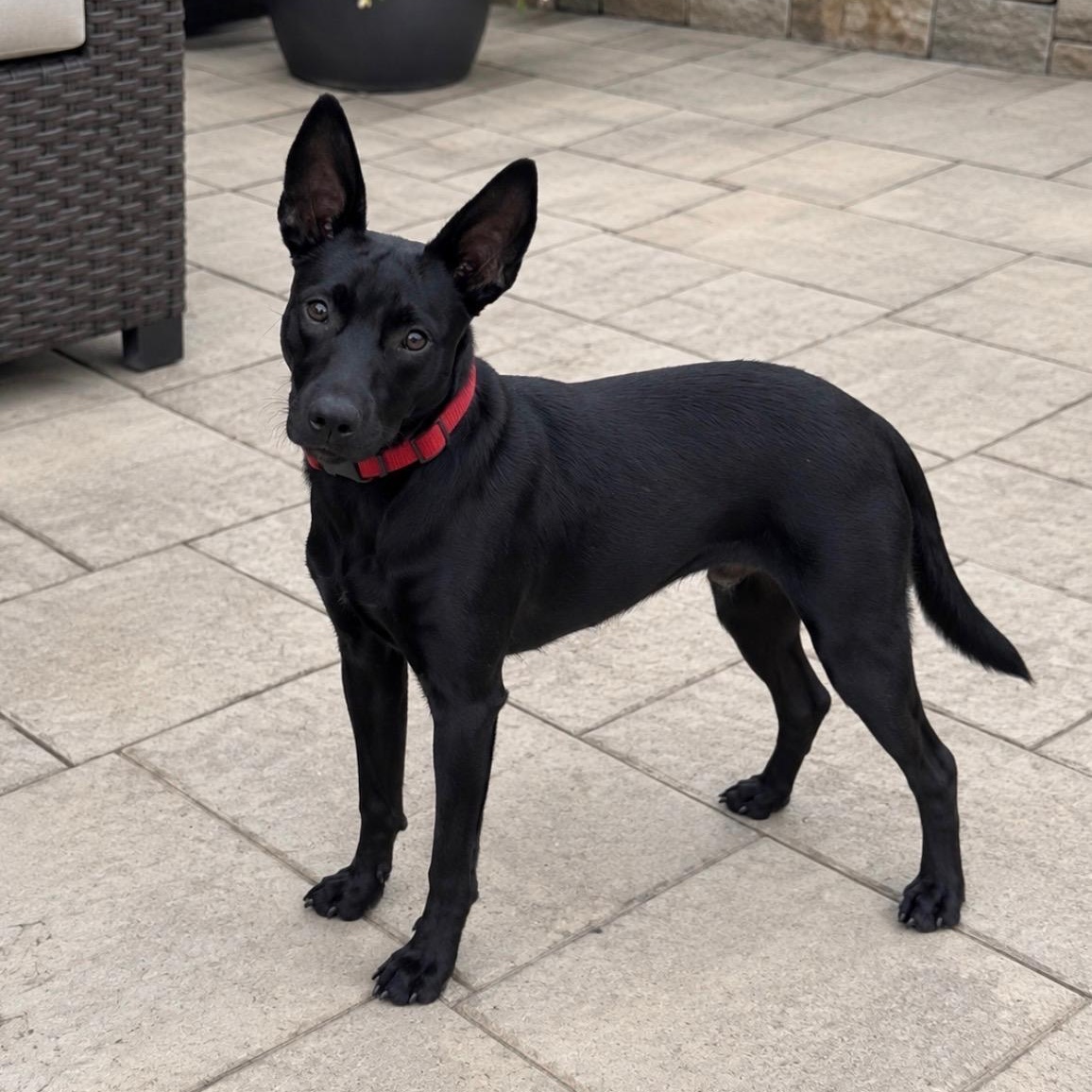 Enlarge Riddle, a Adoptable mixed breed in Monroe, OH image 1/6