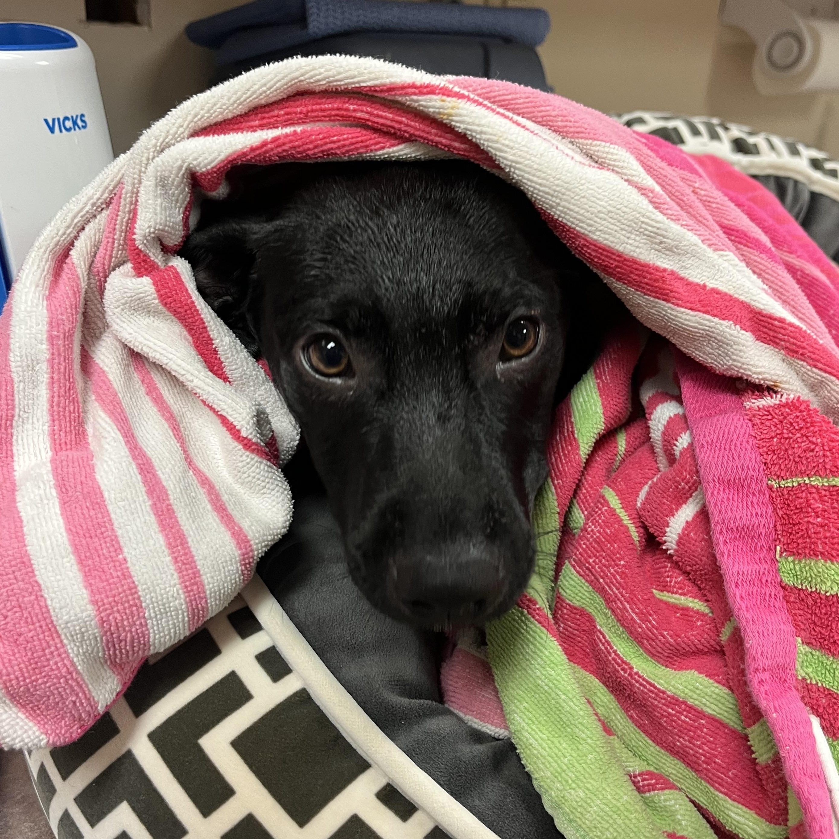 Riddle, a ADOPTABLE mixed breed in Monroe, OH image 6/6