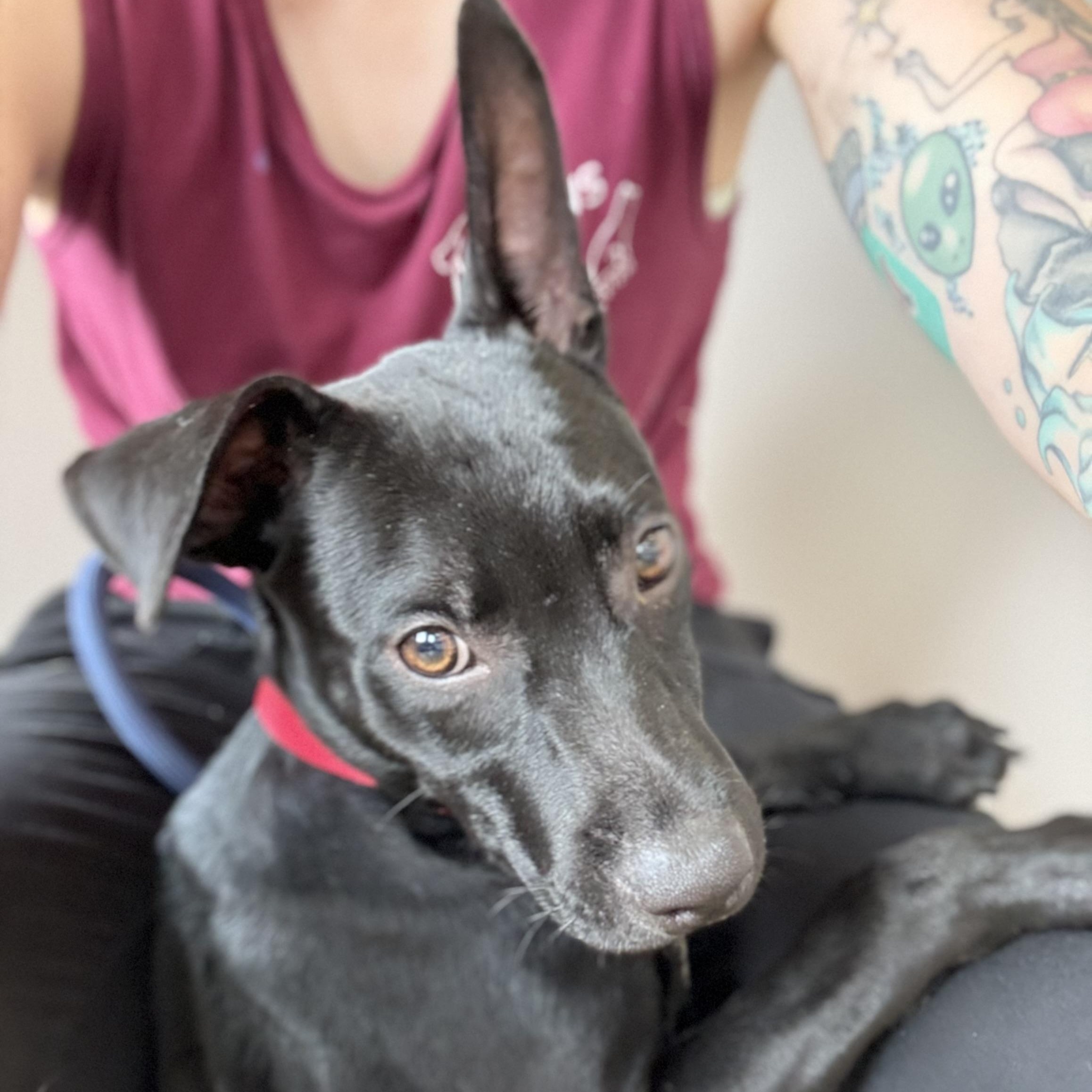 Riddle, a ADOPTABLE mixed breed in Monroe, OH image 1/6