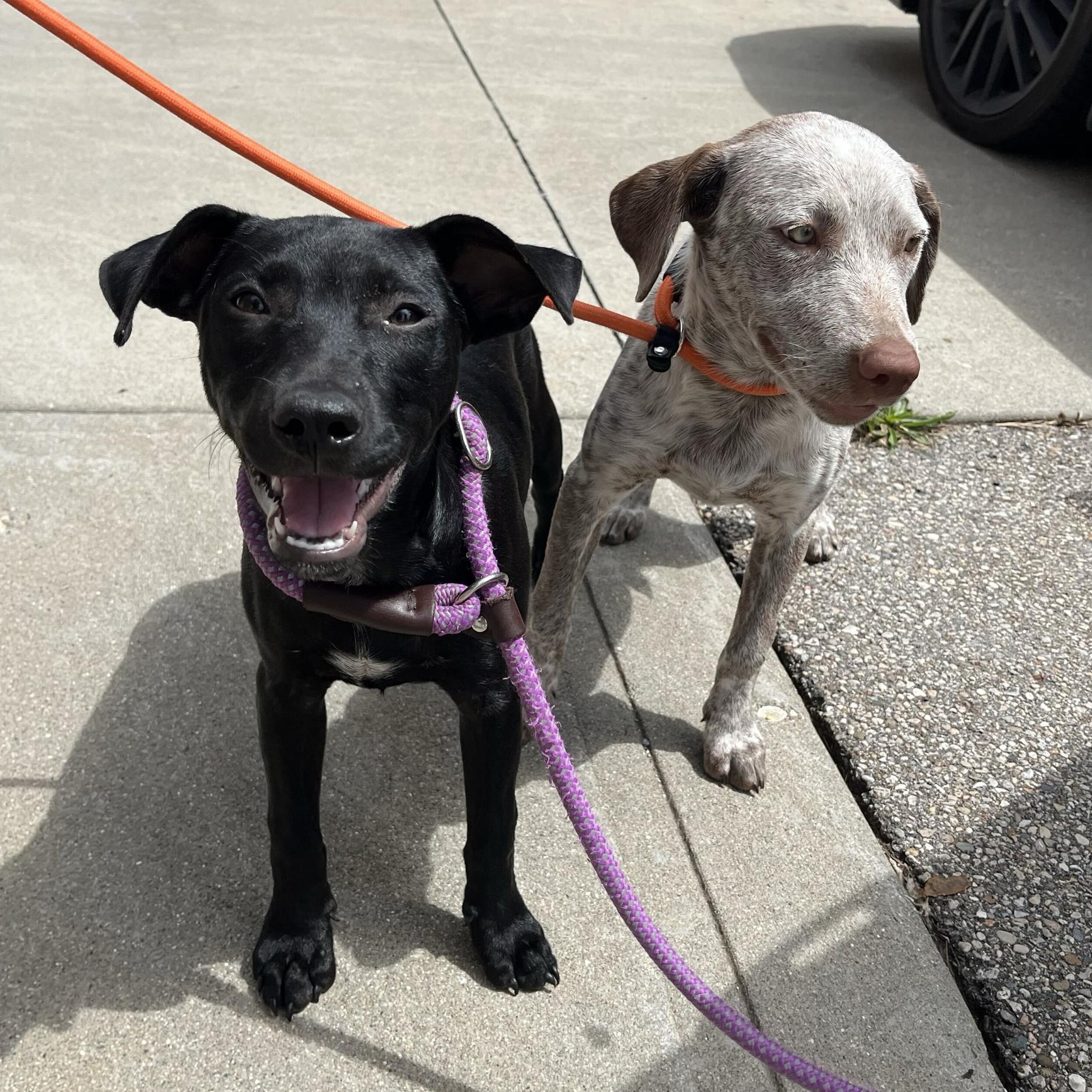 Riddle, a ADOPTABLE mixed breed in Monroe, OH image 4/6