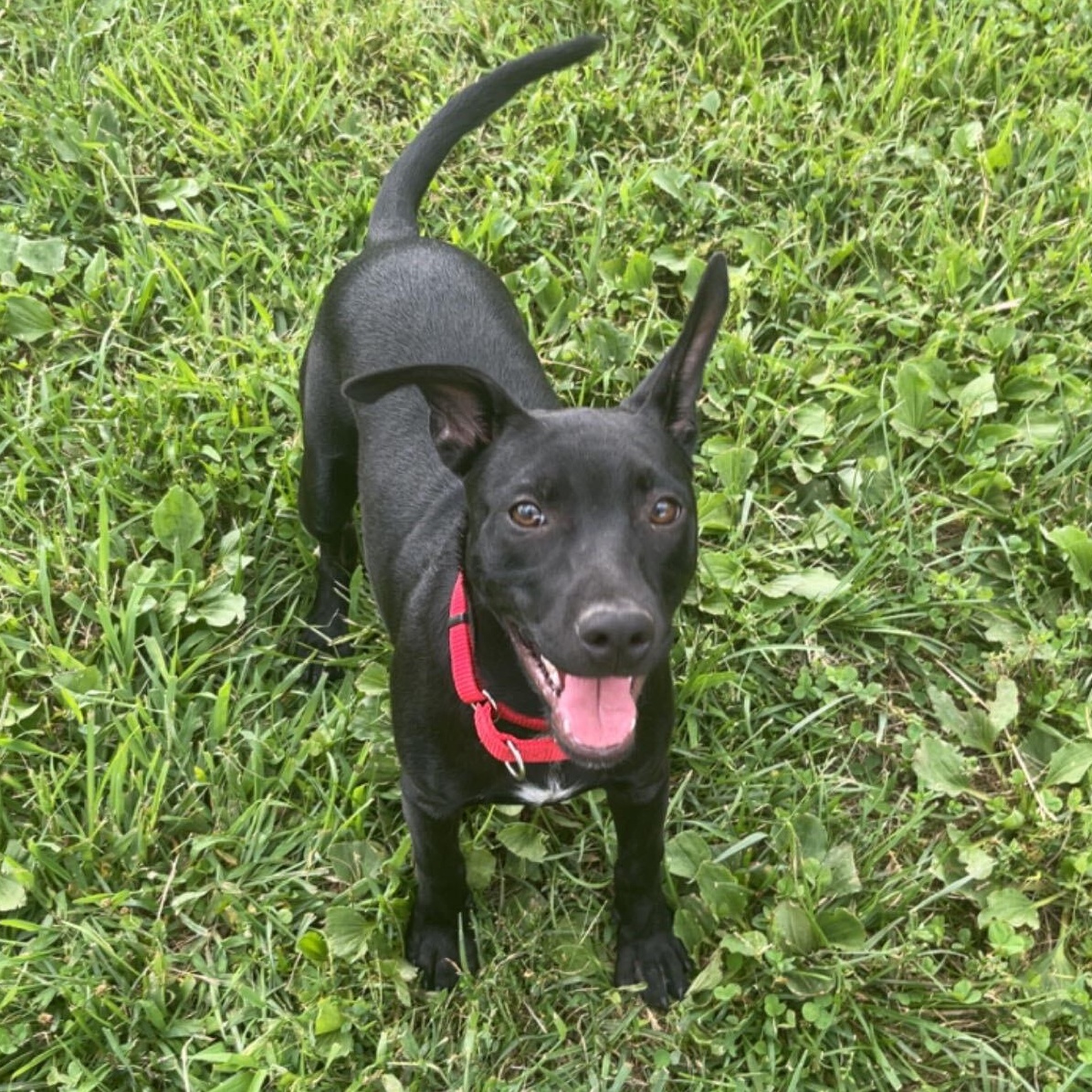 Riddle, a ADOPTABLE mixed breed in Monroe, OH image 5/6