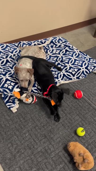 Enlarge Riddle, a ADOPTABLE mixed breed in Monroe, OH video 3/6
