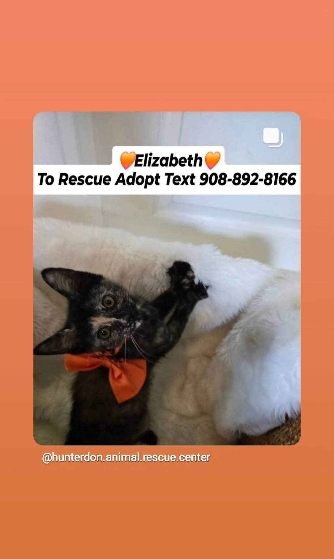 Enlarge "LIZZIE" - ELIZABETH, a Adopted mixed breed in Bridgewater, NJ image 3/6