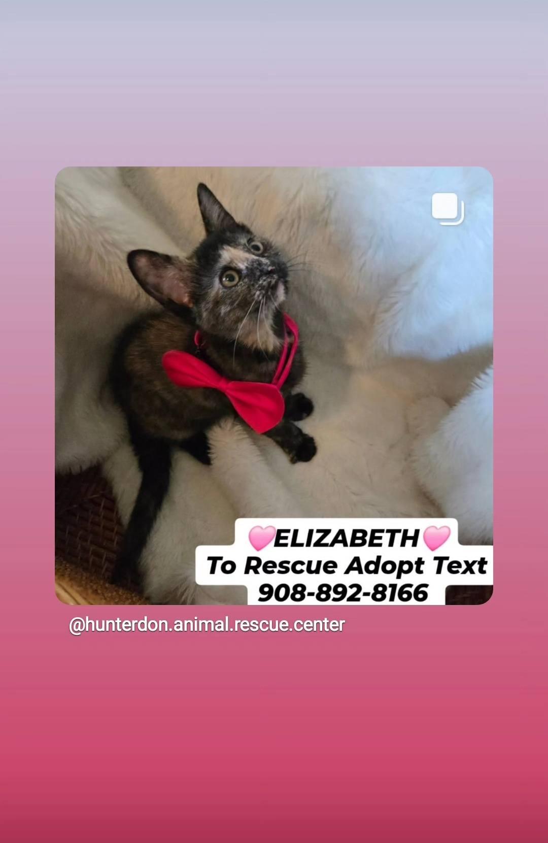 Enlarge "LIZZIE" - ELIZABETH, a Adopted mixed breed in Bridgewater, NJ image 4/6