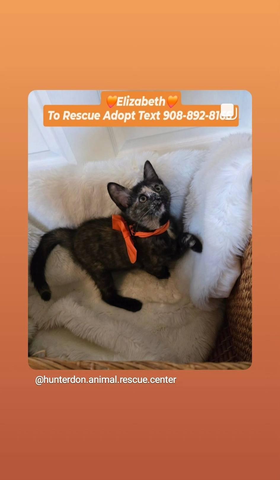 Enlarge "LIZZIE" - ELIZABETH, a Adopted mixed breed in Bridgewater, NJ image 5/6