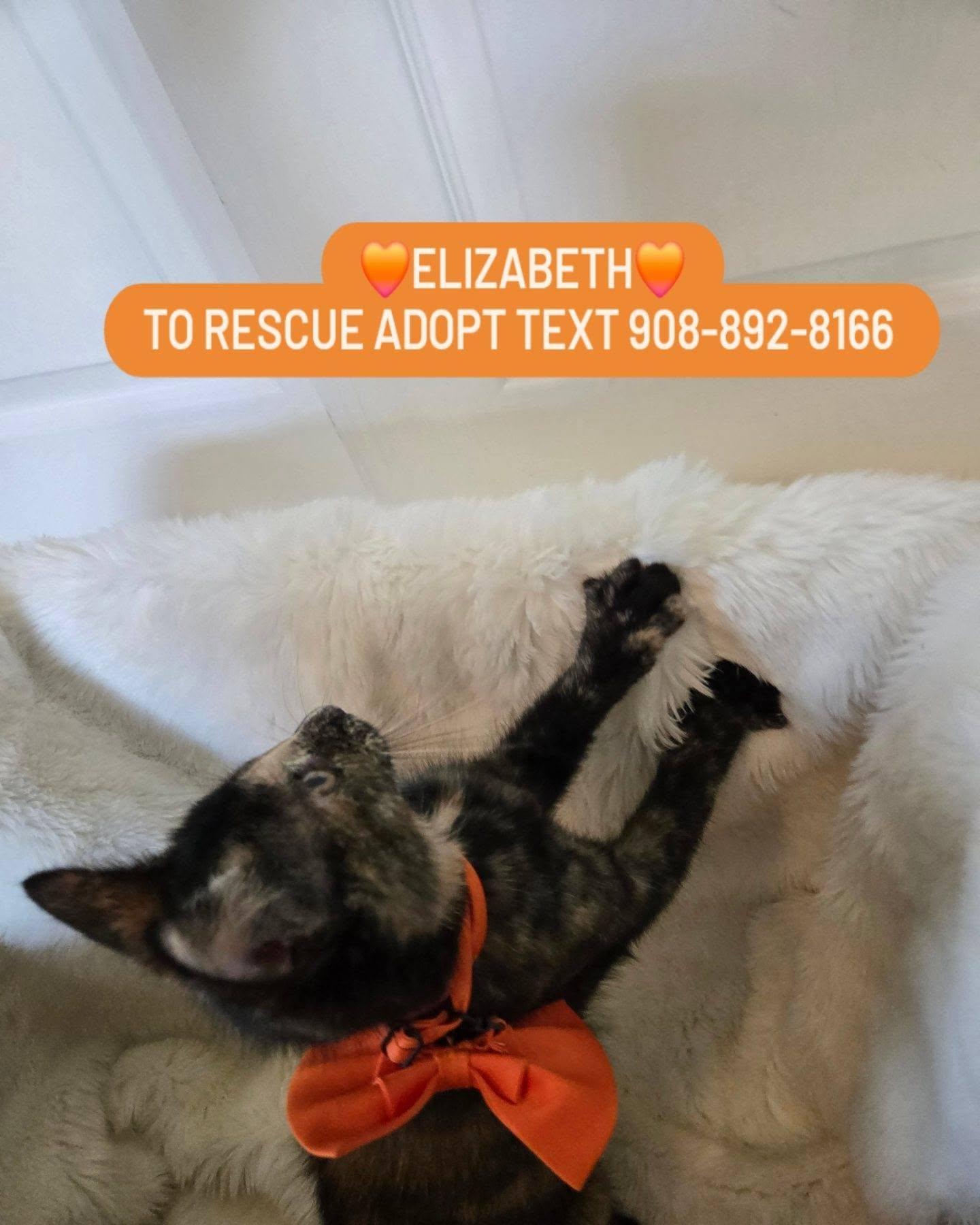 Enlarge "LIZZIE" - ELIZABETH, a Adopted mixed breed in Bridgewater, NJ image 6/6