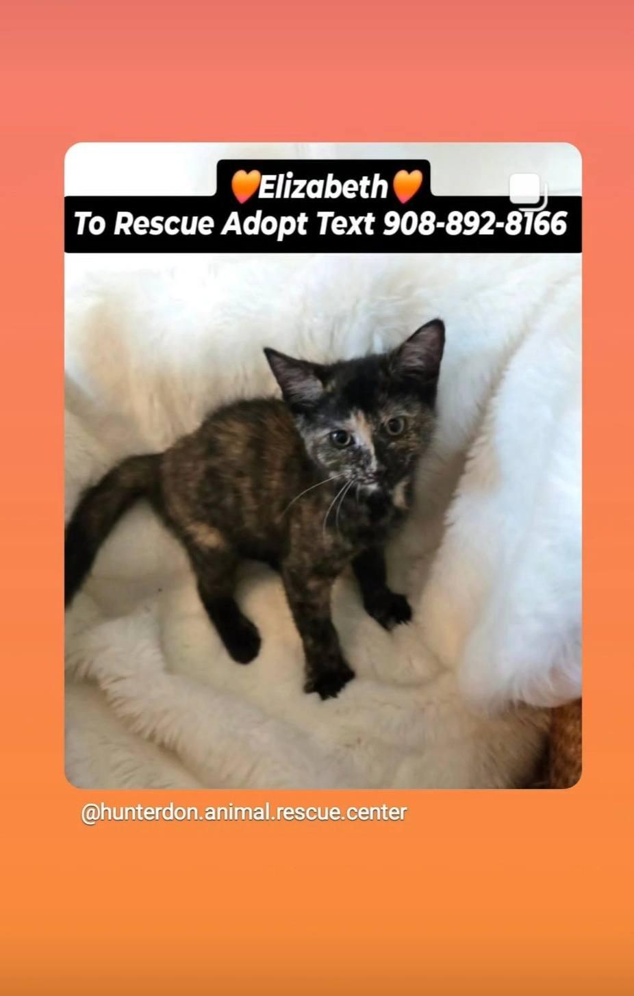 "LIZZIE" - ELIZABETH, Adopted, Kitten Female Domestic Short Hair.