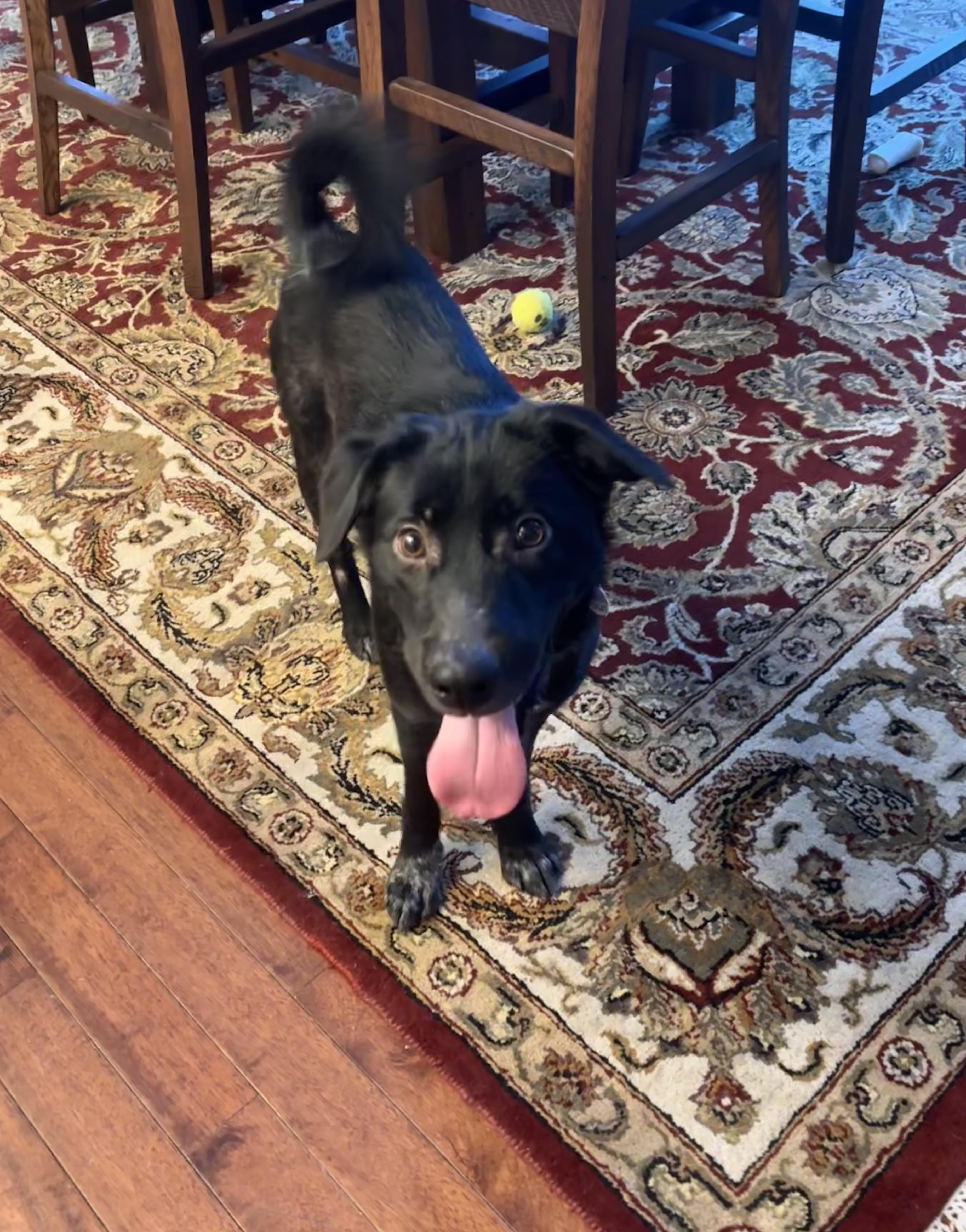 Enlarge Qi'Ra   (SL "Kira"), an adopted mixed breed in Warrington, PA image 1/6
