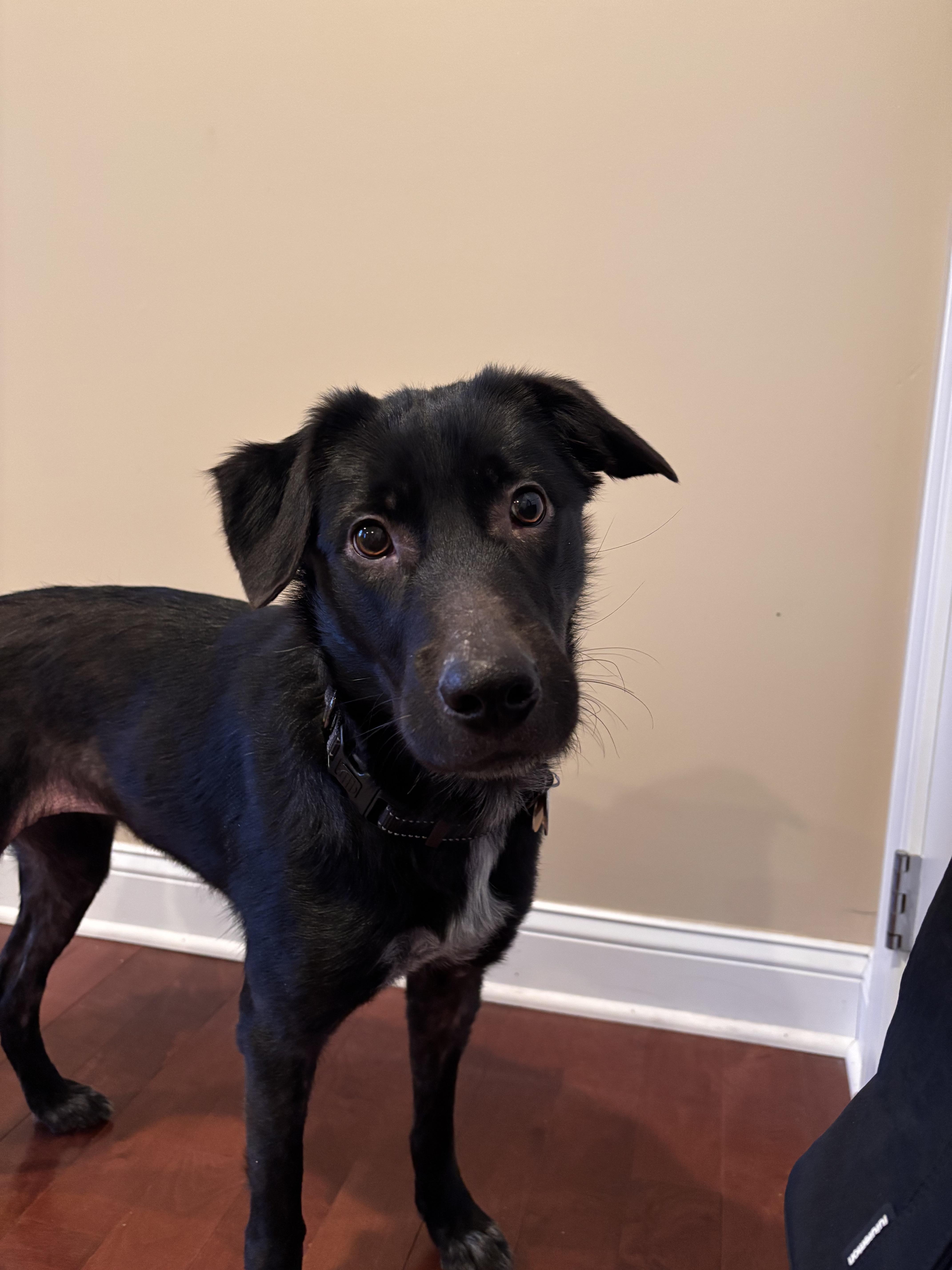 Enlarge Qi'Ra   (SL "Kira"), an adopted mixed breed in Warrington, PA image 4/6