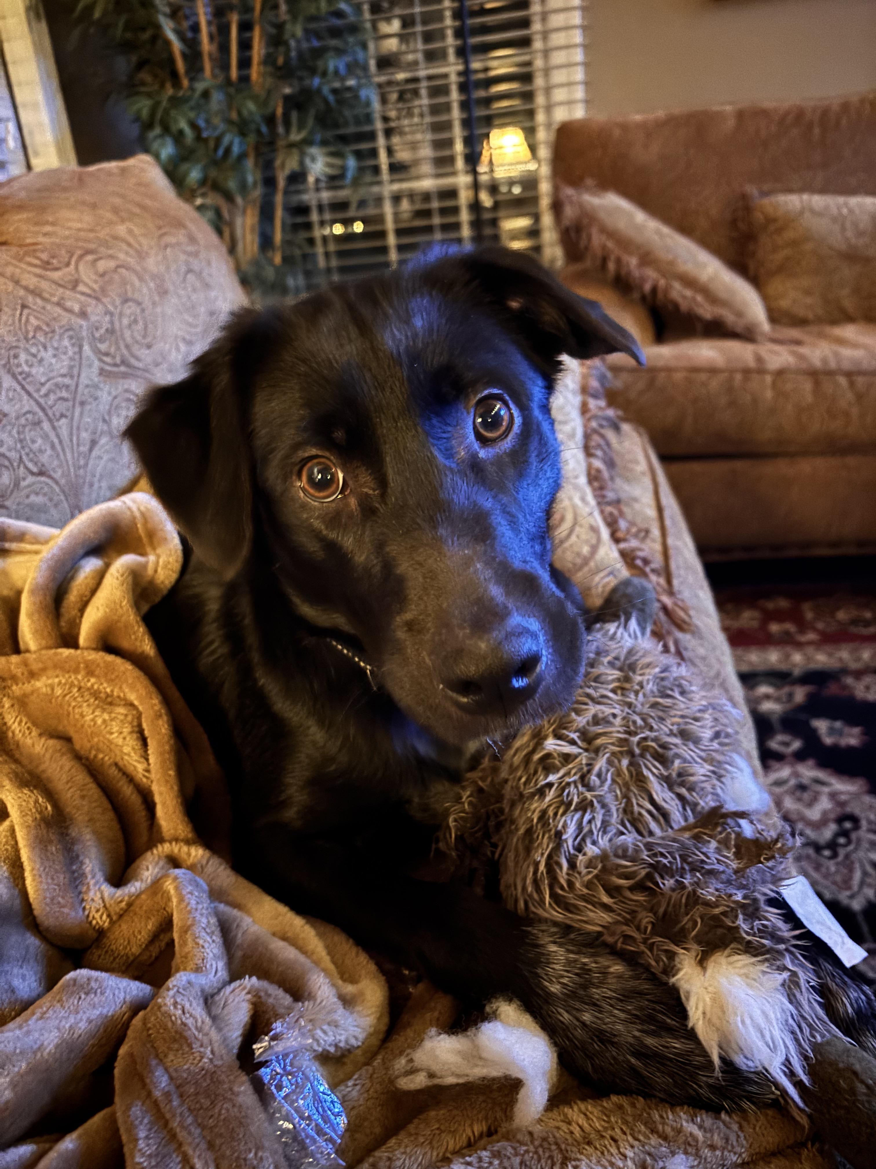 Enlarge Qi'Ra   (SL "Kira"), an adopted mixed breed in Warrington, PA image 2/6