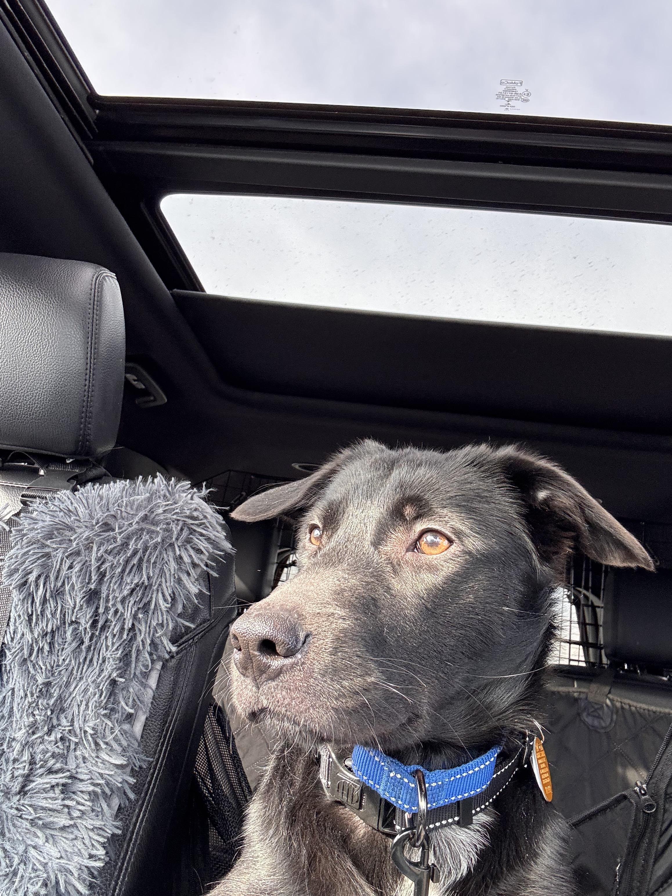 Enlarge Qi'Ra   (SL "Kira"), an adopted mixed breed in Warrington, PA image 5/6