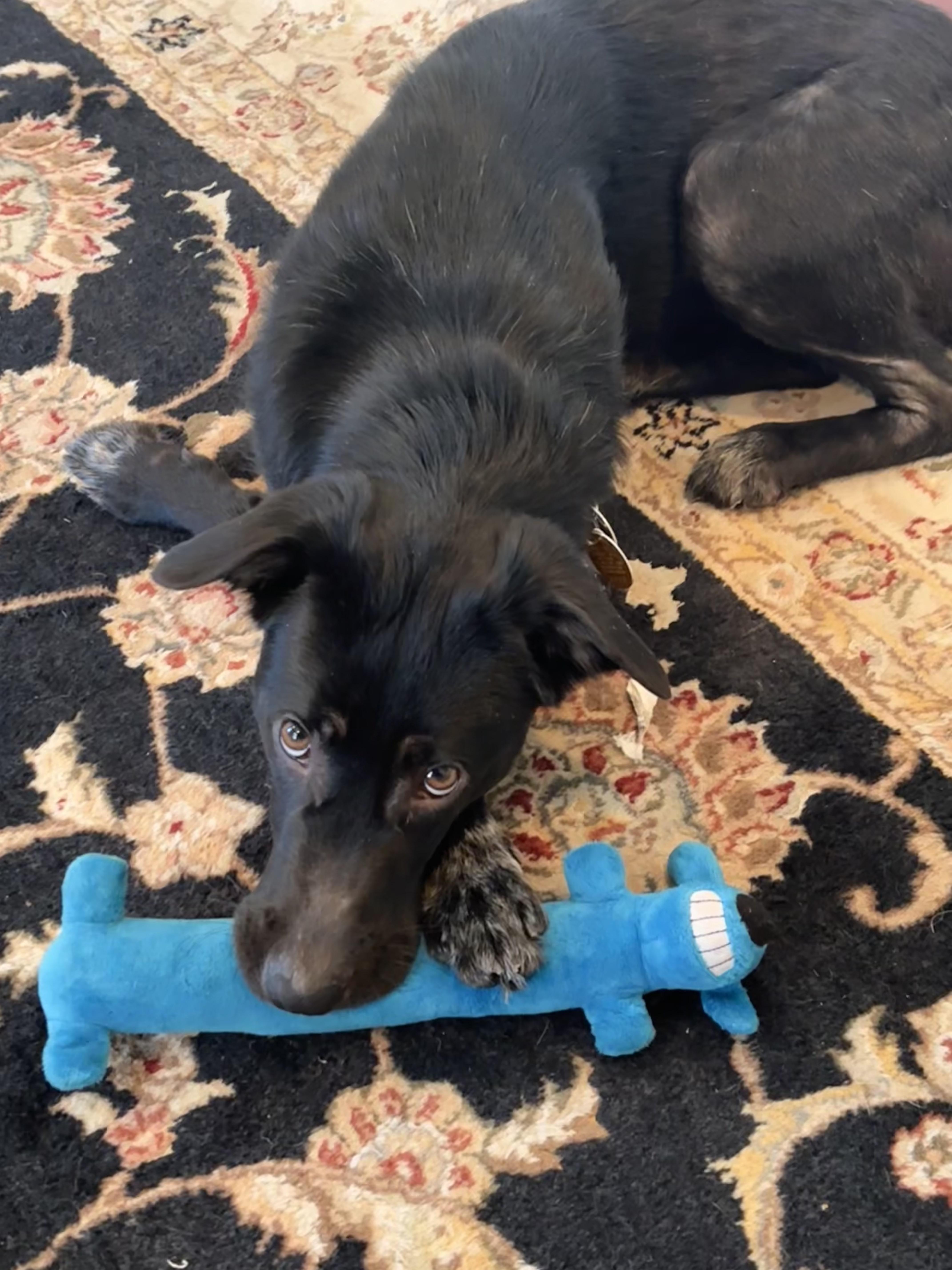 Enlarge Qi'Ra   (SL "Kira"), an adopted mixed breed in Warrington, PA image 3/6