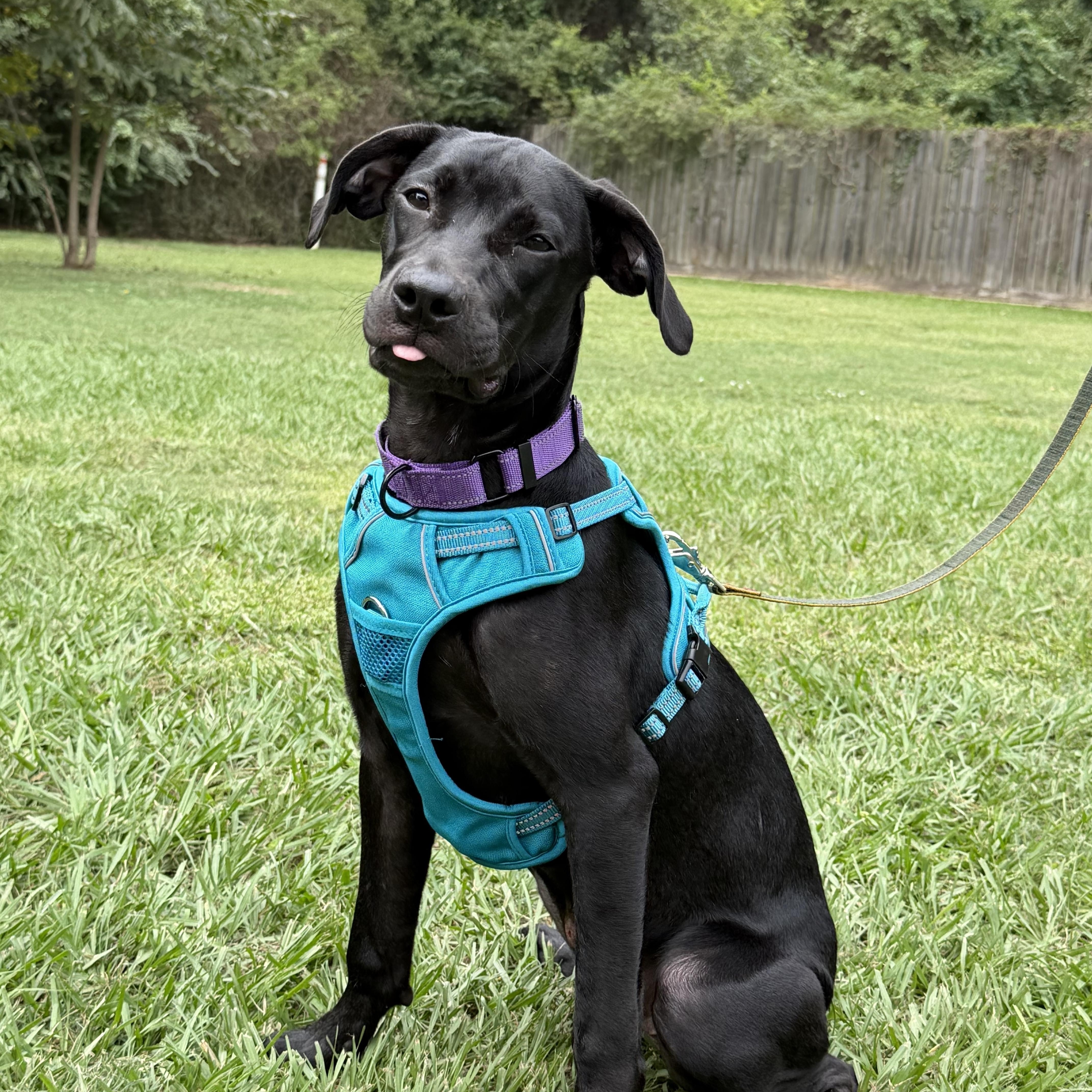 Enlarge Panther, a Adopted mixed breed in South Bend, IN image 4/4