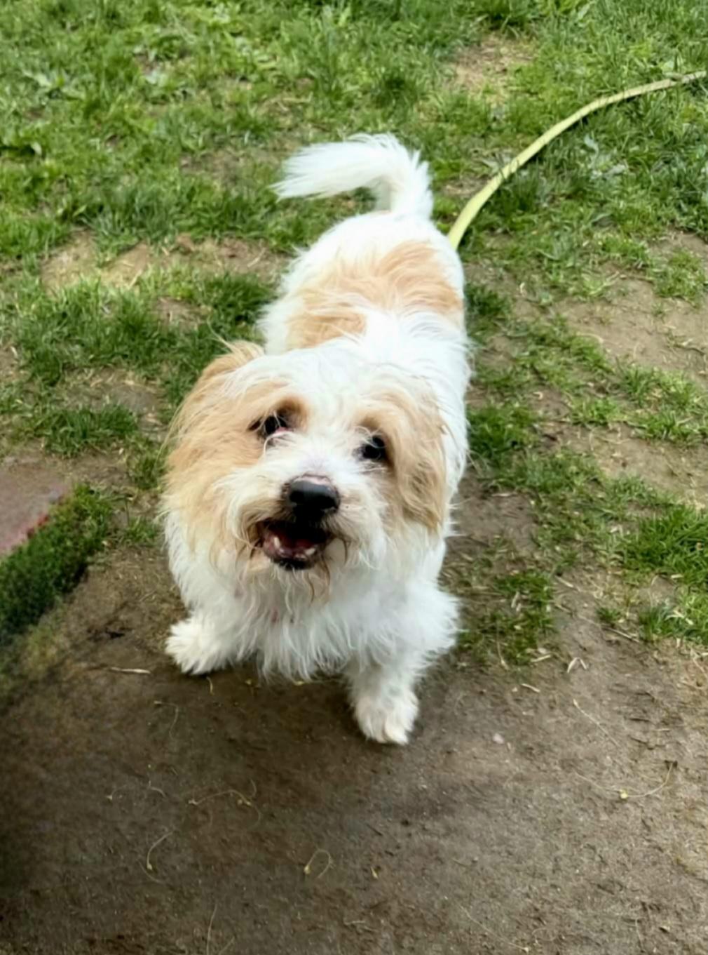 ALICE Brady Bunch, a Adopted mixed breed in Terryville, CT image 2/6