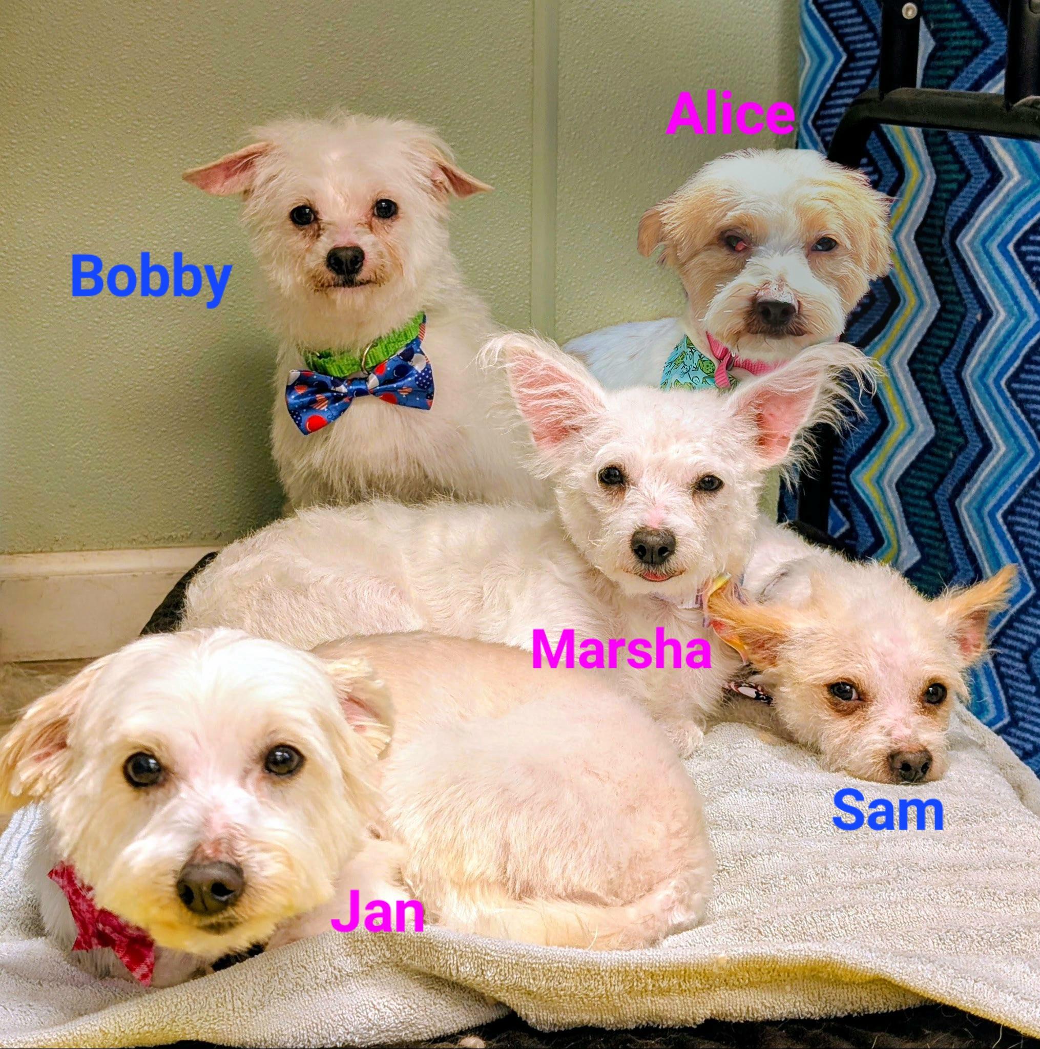 ALICE Brady Bunch, a Adopted mixed breed in Terryville, CT image 4/6