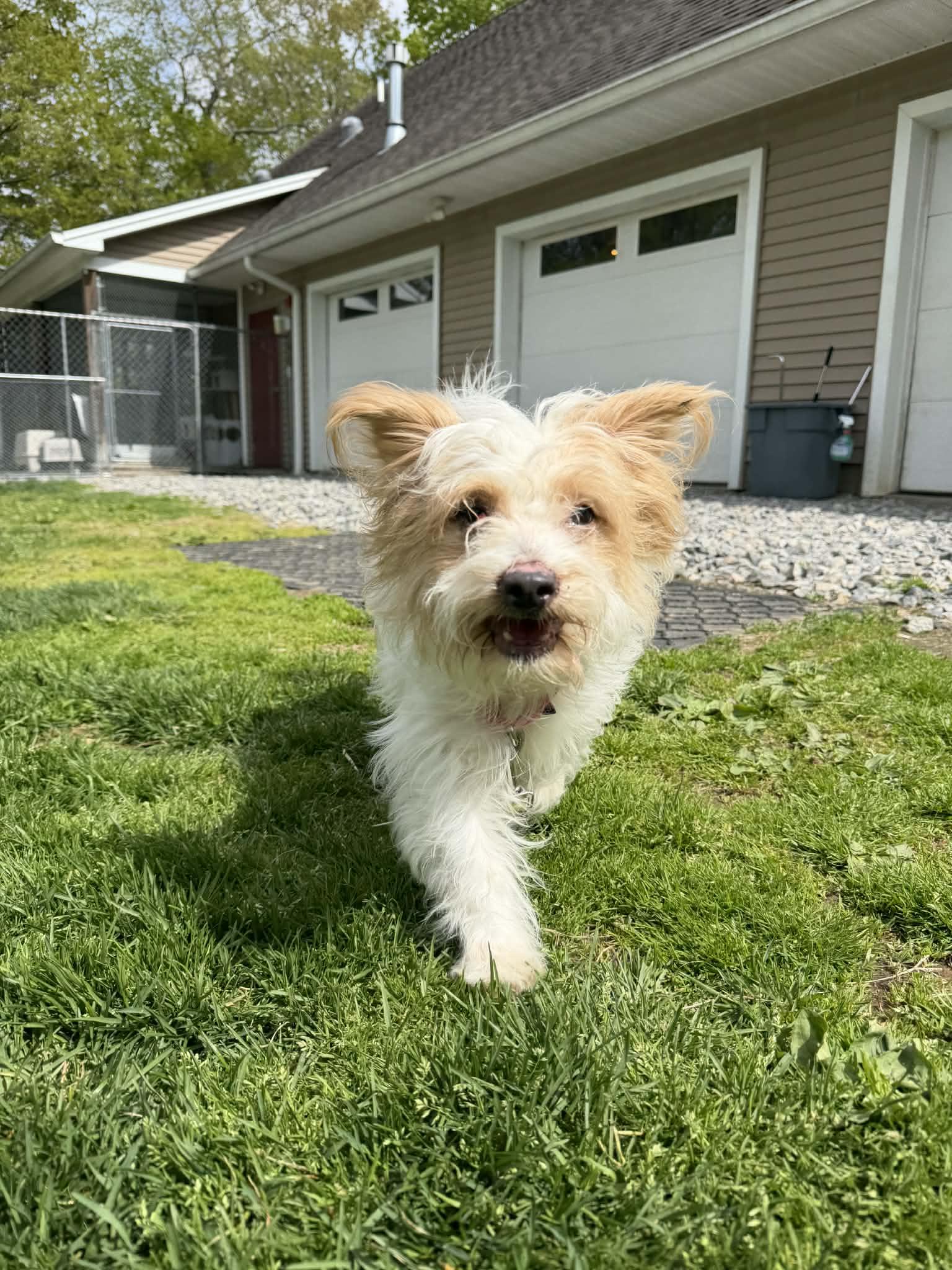 ALICE Brady Bunch, a Adopted mixed breed in Terryville, CT image 5/6